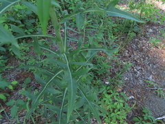 Lactuca canadensis