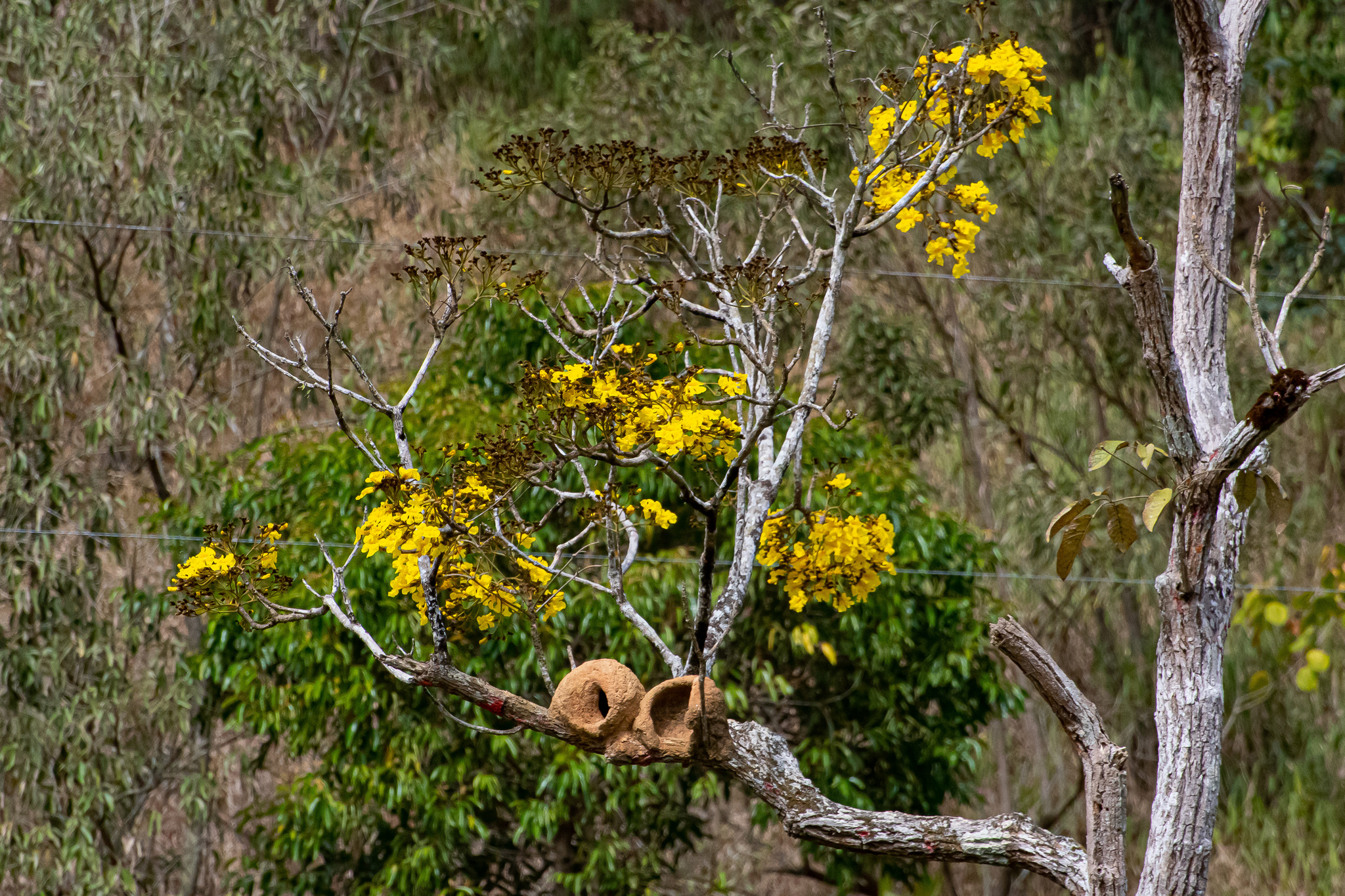 Imagem de Ipê-amarelo