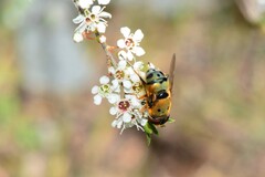 Austalis pulchella