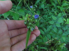Tradescantia ohiensis