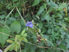 Tradescantia ohiensis