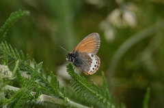 Coenonympha gardetta