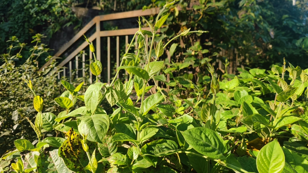 Paederia yunnanensis (Paederia yunnanensis)