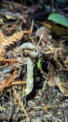 Helvella maculata