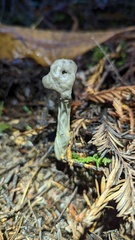 Helvella maculata