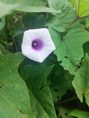 Ipomoea batatas