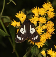 Gnophaela discreta