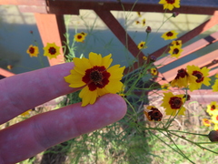 Coreopsis tinctoria
