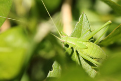Hyperophora major