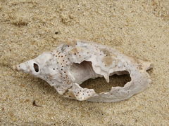 Alcithoe arabica