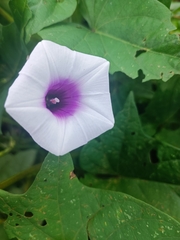 Ipomoea batatas