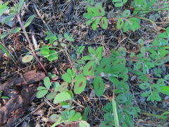 Euphorbia humistrata