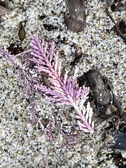 Corallina officinalis