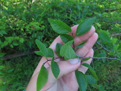 Planera aquatica