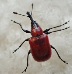 Merhynchites wickhami