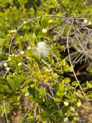 Luma