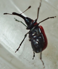 Merhynchites wickhami