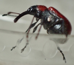 Merhynchites wickhami