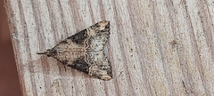 Hypena obsitalis