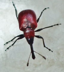 Merhynchites wickhami