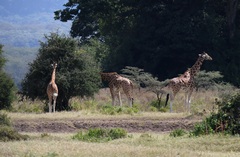 Giraffa camelopardalis rothschildi