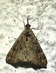 Hypena