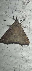 Hypena