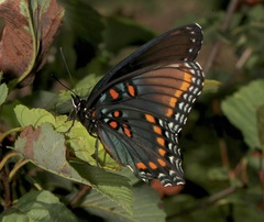 Limenitis arthemis arizonensis