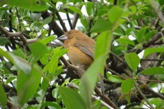 Cyanoloxia brissonii