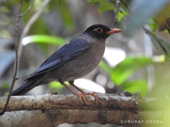 Turdus simillimus