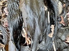 Eisenia arborea