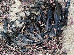 Eisenia arborea