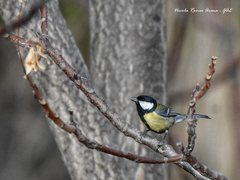 Parus major