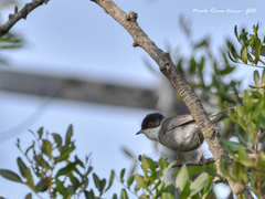 Curruca melanocephala