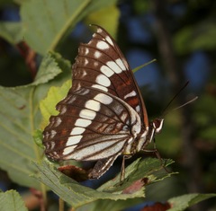 Limenitis weidemeyerii