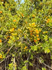 Tristerix corymbosus