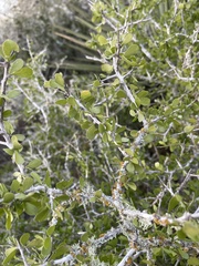 Schaefferia cuneifolia