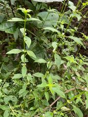 Alonsoa meridionalis