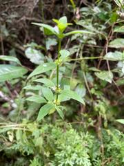 Alonsoa meridionalis