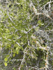 Schaefferia cuneifolia