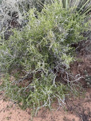 Schaefferia cuneifolia