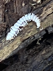 Arthrophaga myriapodina