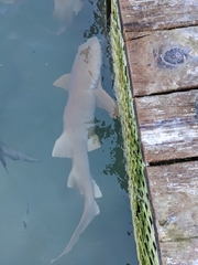 Ginglymostoma cirratum