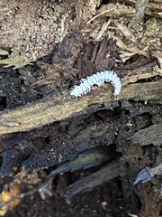 Arthrophaga myriapodina