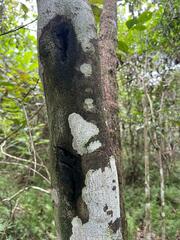 Alonsoa meridionalis