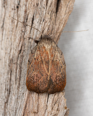 Tortricopsis pyroptis