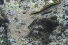 Thalassoma