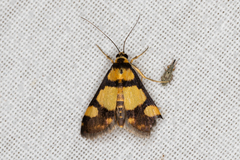 Deuterarcha xanthomela