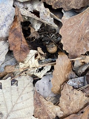 Disholcaspis quercusglobulus