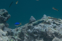 Anampses caeruleopunctatus